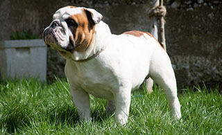 Englische Bulldoggen können auch sportlich sein, wie Chianti beweist.