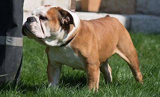 Zaba, die Englische Bulldoge mit der schönen Nase.