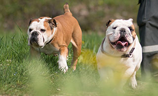 Aus gesunden Bulldog Welpen wurden prächtige Hunde.